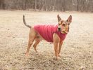 Touchdog Waggin Swag Reversible Insulated Pet Coat